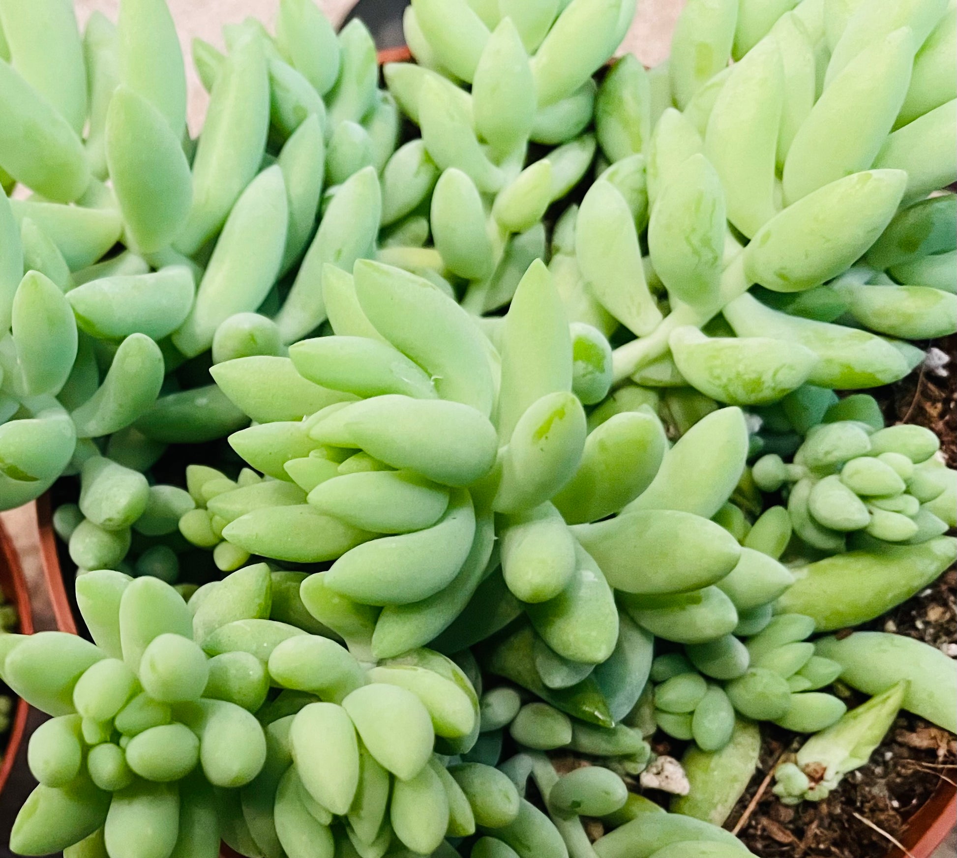 Sedum Morganianum Donkey’s Tail Succulent in a 12cm pot Cassandra's Plants