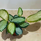 Calathea Picturata 7cm Pot Cassandra's Plants