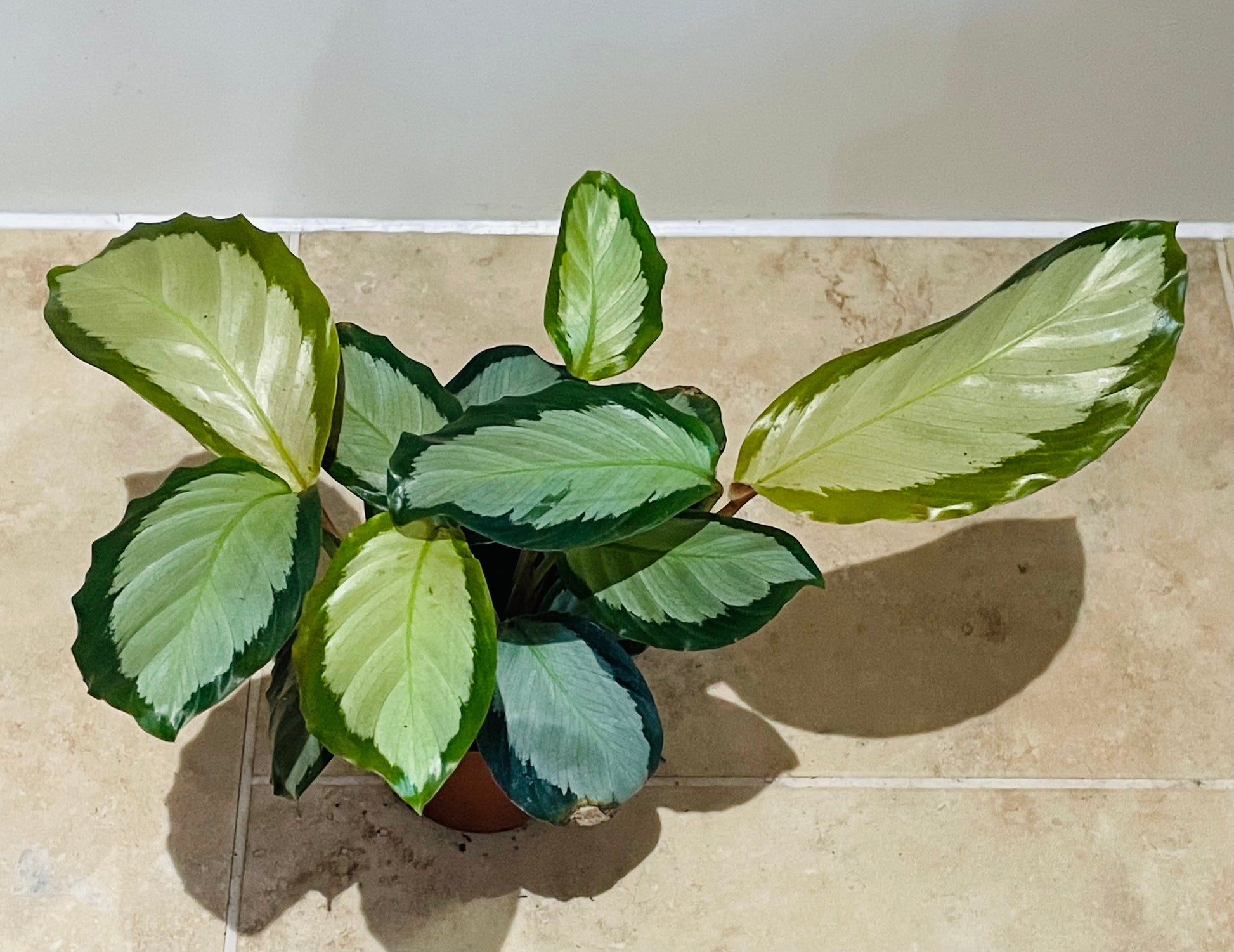 Calathea Picturata 7cm Pot Cassandra's Plants