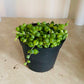 Senecio Rowleyanus String of Pearls in a 8cm Pot Cassandra's Plants