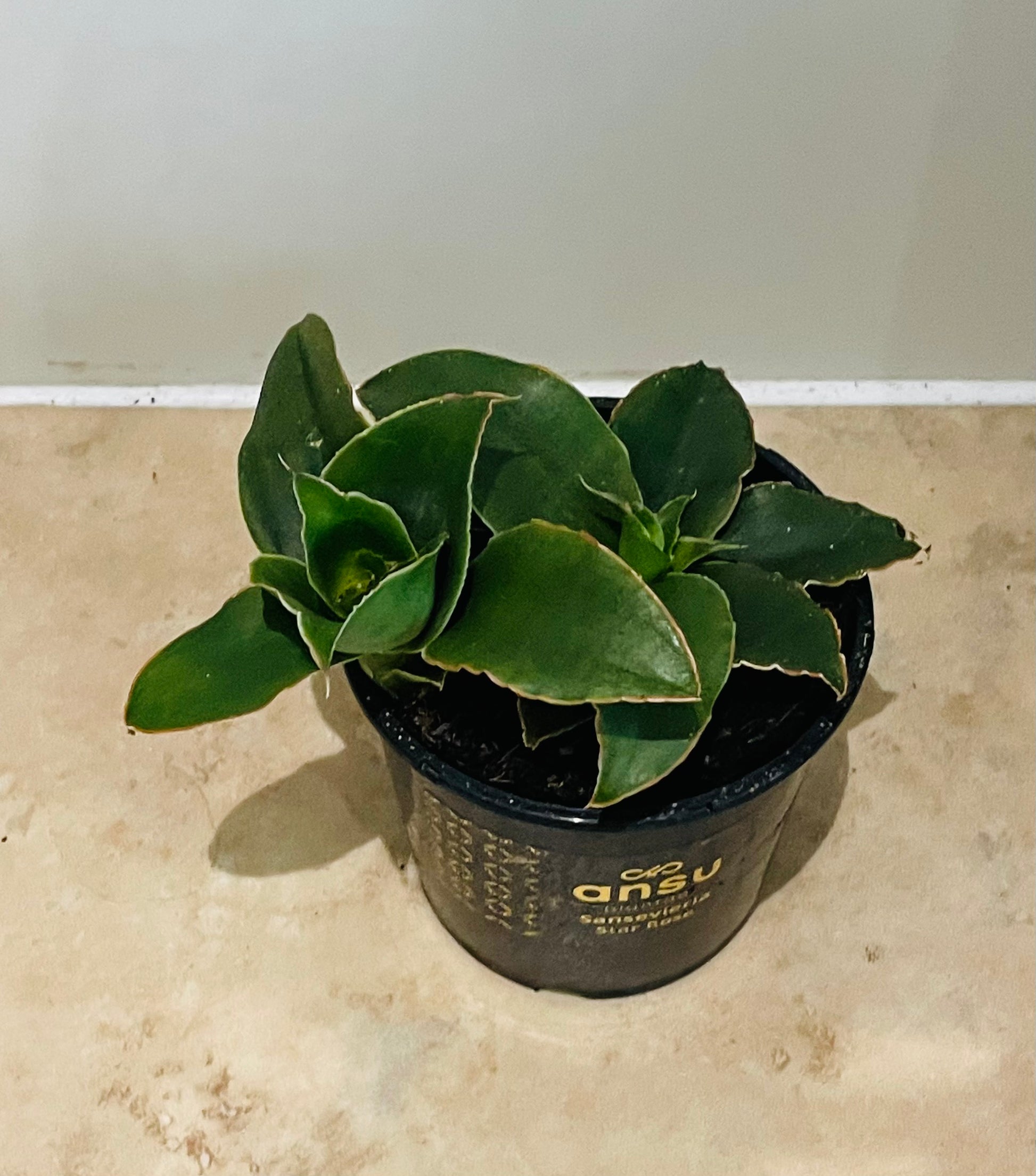 Sansevieria Star Rose in a 9cm pot Cassandra's Plants