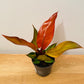 Philodendron Starfire in a 9cm pot Cassandra's Plants