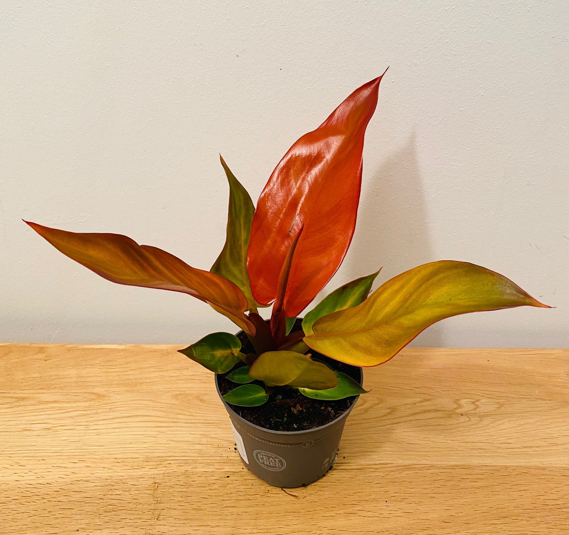 Philodendron Starfire in a 9cm pot Cassandra's Plants