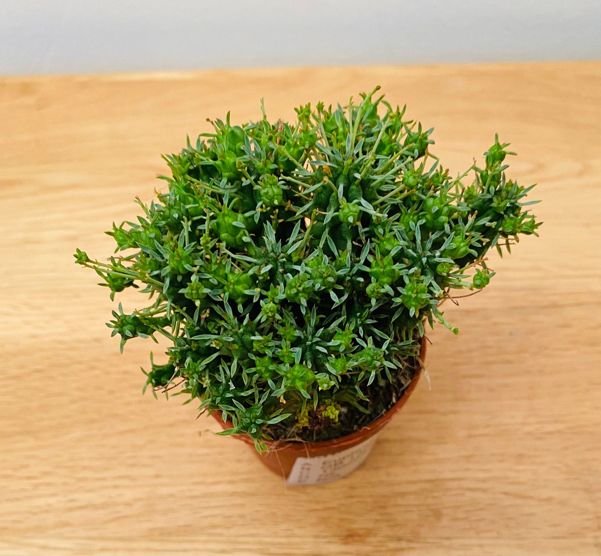 Euphorbia Mammillaris cv. Minima in 5.5cm Pot  Cassandra's Plants