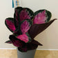 Calathea Roseopicta Rosy 12cm Pot Cassandra's Plants