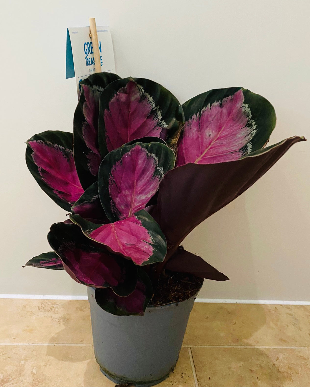 Calathea Roseopicta Rosy 12cm Pot Cassandra's Plants