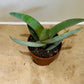 Crassula Falcata Propeller Plant 5.5cm pot Cassandra's Plants
