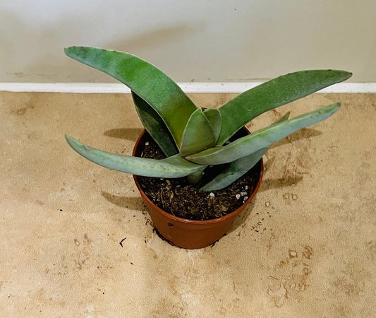 Crassula Falcata Propeller Plant 5.5cm pot Cassandra's Plants