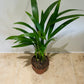 Dypsis Lutescens in a 7cm pot Cassandra's Plants
