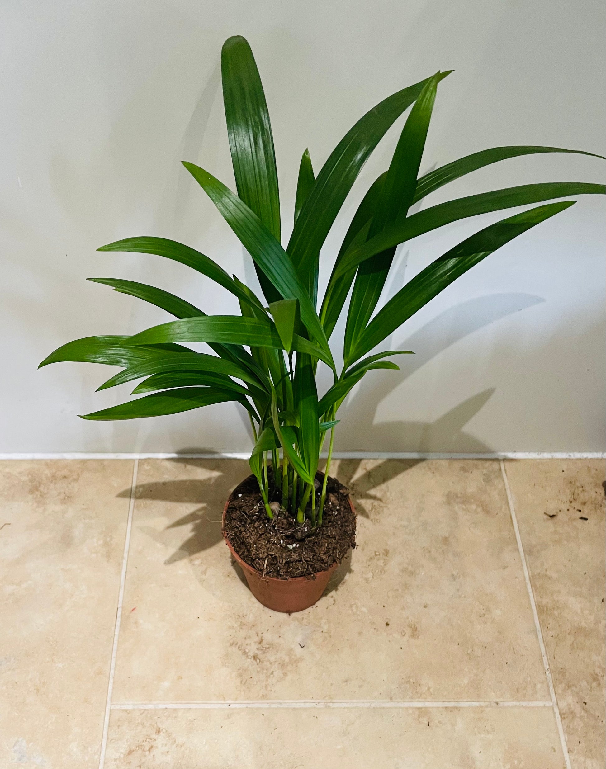Dypsis Lutescens in a 7cm pot Cassandra's Plants