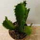 Euphorbia Aucrensis in a 12cm Pot Cassandra's Plants