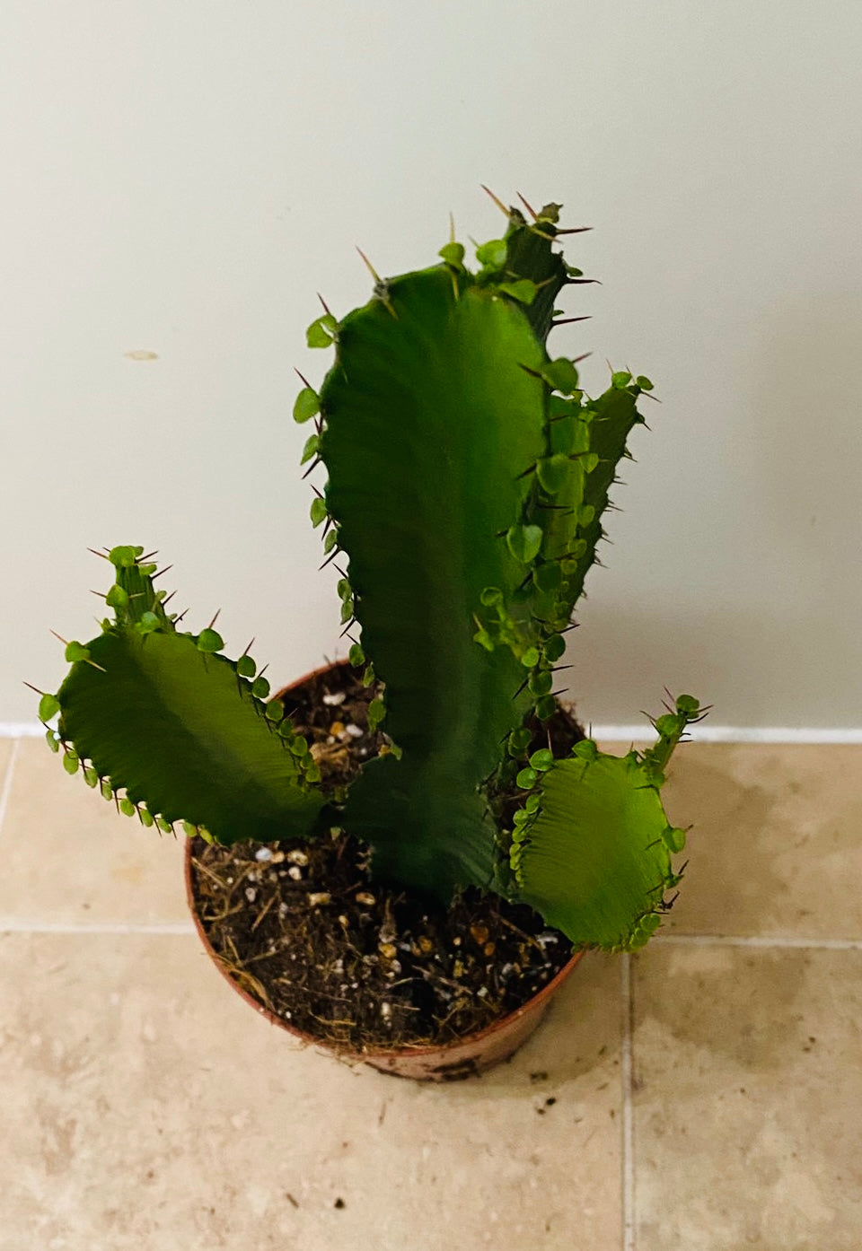 Euphorbia Aucrensis in a 12cm Pot Cassandra's Plants