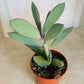 Senecio Crassissimus Cassandra's Plants