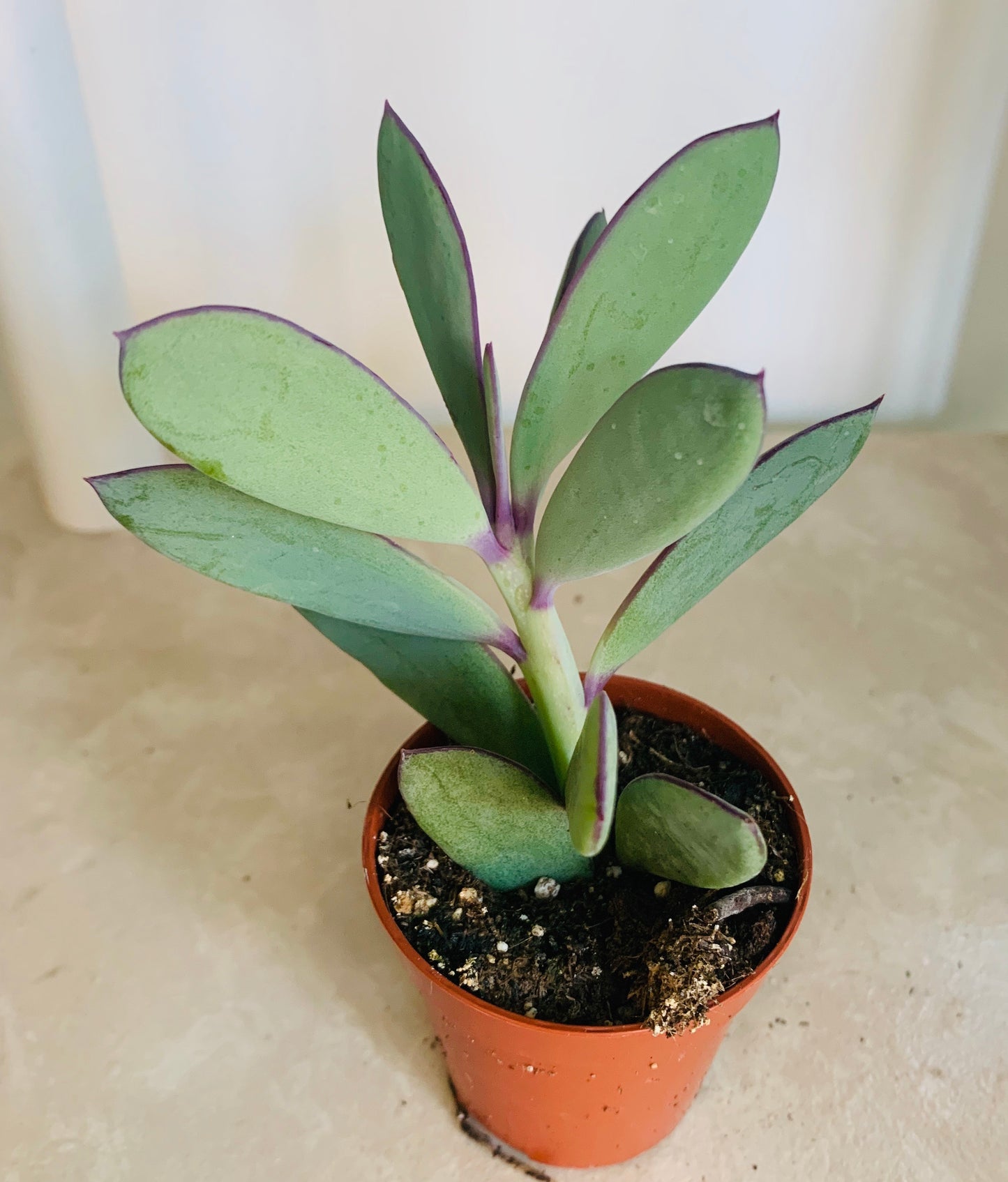 Senecio Crassissimus Cassandra's Plants