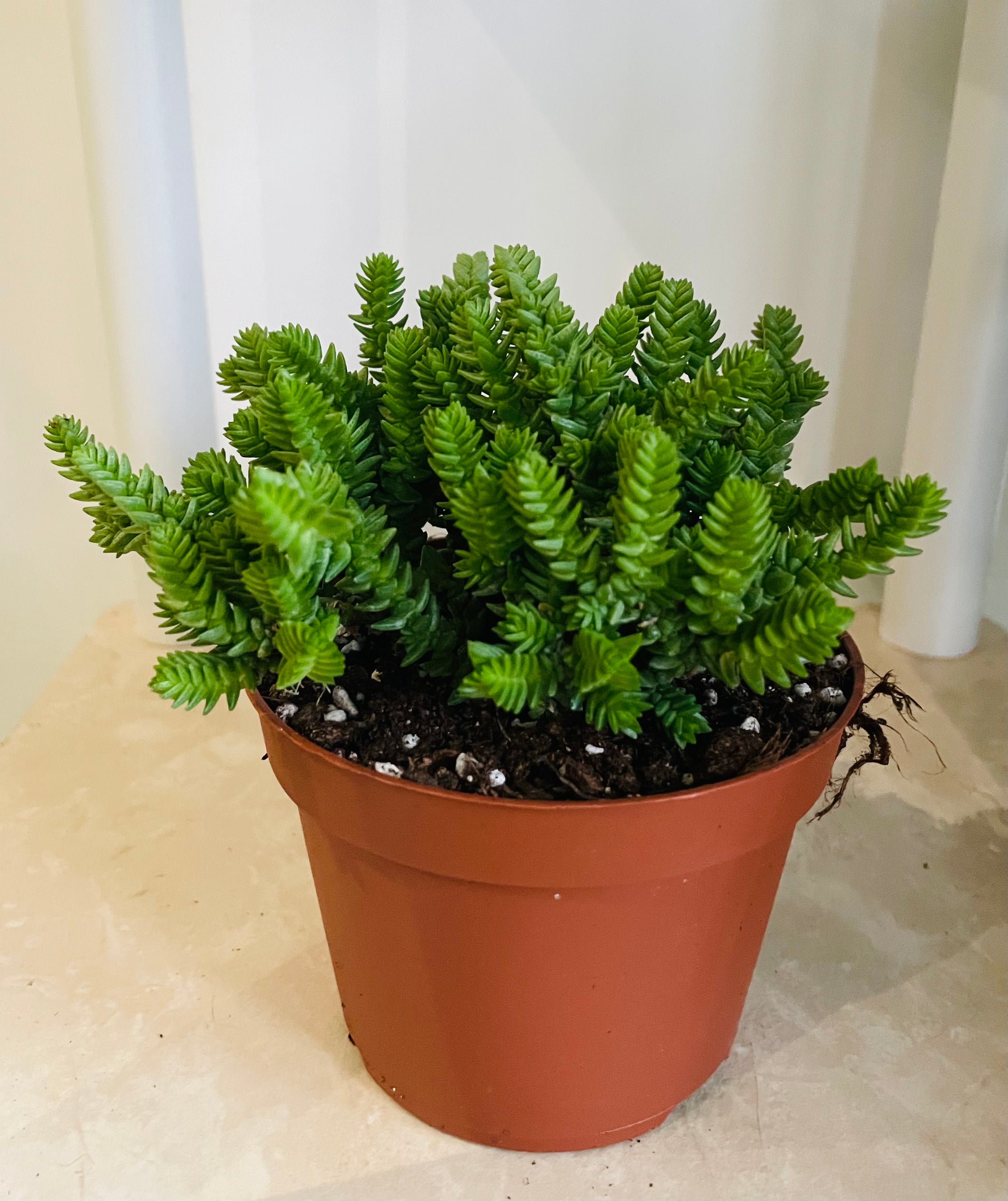 Crassula Lycopodiodies 11cm pot Cassandra's Plants
