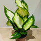 Dieffenbachia ‘Camilla’ in 12cm Pot Cassandra's Plants