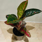 Aglaonema Prestige 12cm Pot Cassandra's Plants