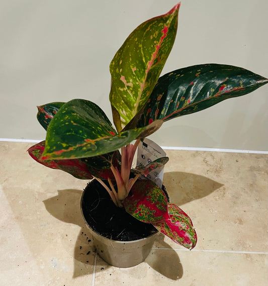 Aglaonema Prestige 12cm Pot Cassandra's Plants