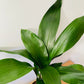 Aspidistra Elatior Cast Iron Plant 15cm Pot Cassandra's Plants