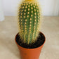 Espostoa Guentheri Cactus Cassandra's Plants