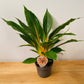 Chlorophytum Orchidastrum Fire Flash