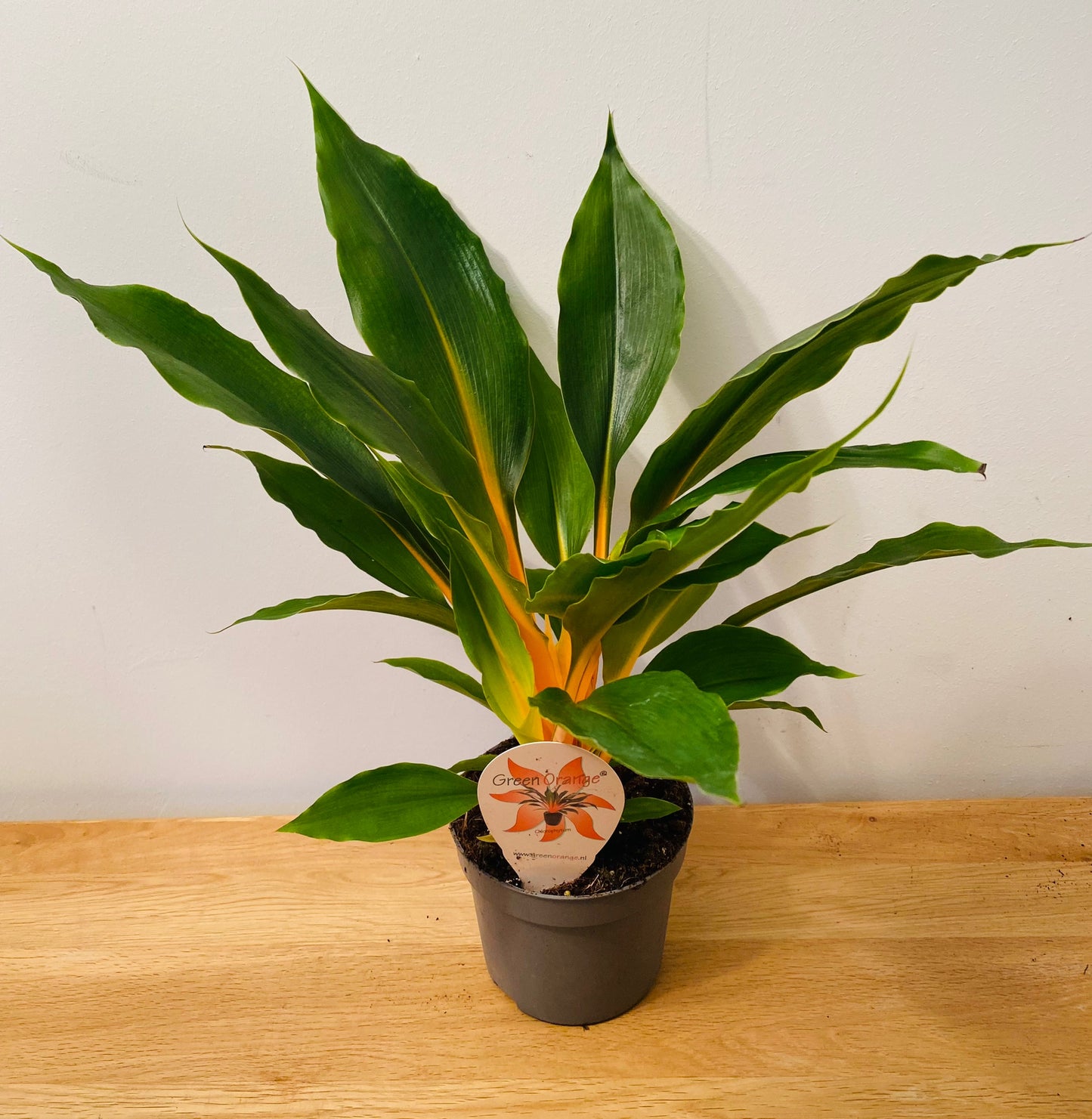 Chlorophytum Orchidastrum Fire Flash