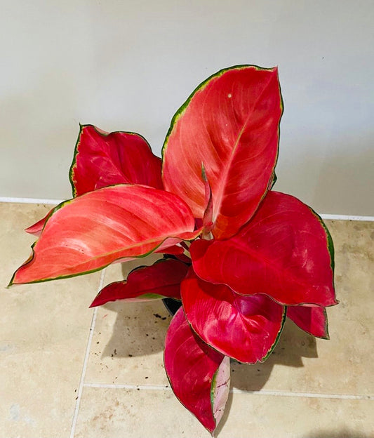 Aglaonema Anyamanee Orange 12cm Pot Cassandra's Plants