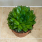 Haworthia Cooperi Succulent in 8.5cm Pot Cassandra's Plants