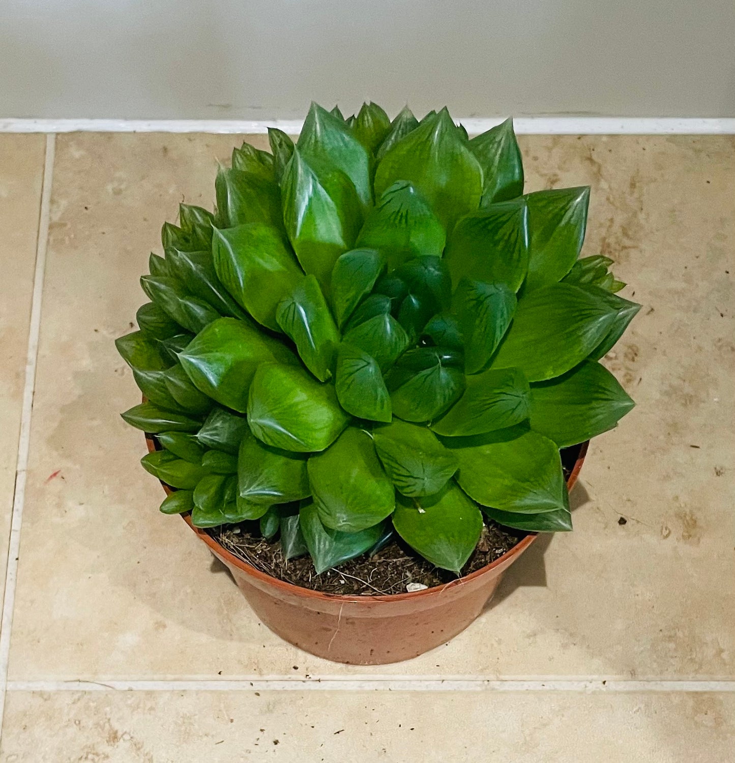 Haworthia Cooperi Succulent in 8.5cm Pot Cassandra's Plants