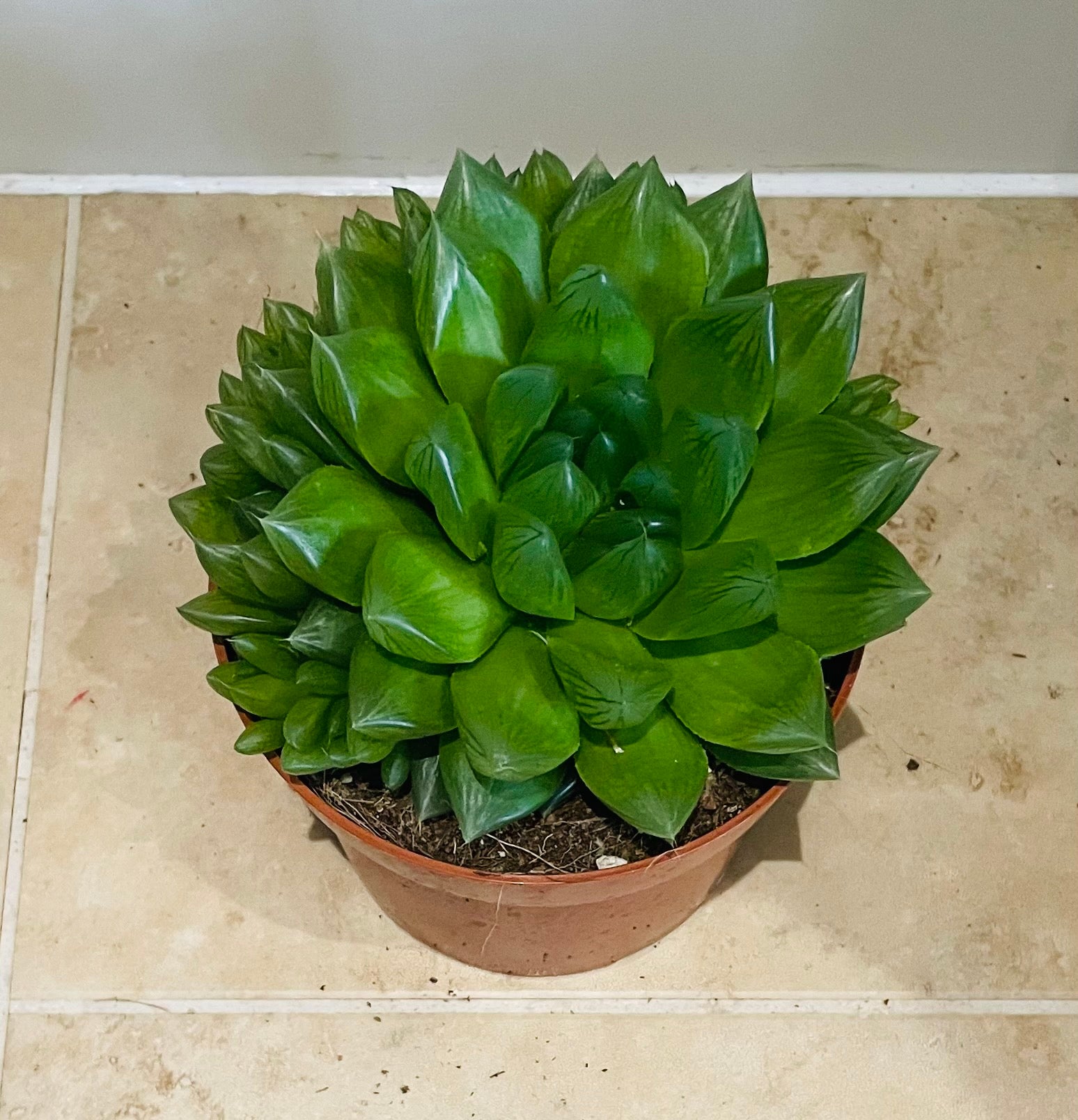 Haworthia Cooperi Succulent in 8.5cm Pot Cassandra's Plants
