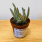 Senecio Scsposis in a 5.5cm Pot Cassandra's Plants