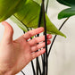 Alocasia Zebrina "Black Stem" 19cm Pot Cassandra's Plants
