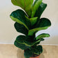 Ficus Lyrata Bambino Fiddle Leaf Fig Cassandra's Plants