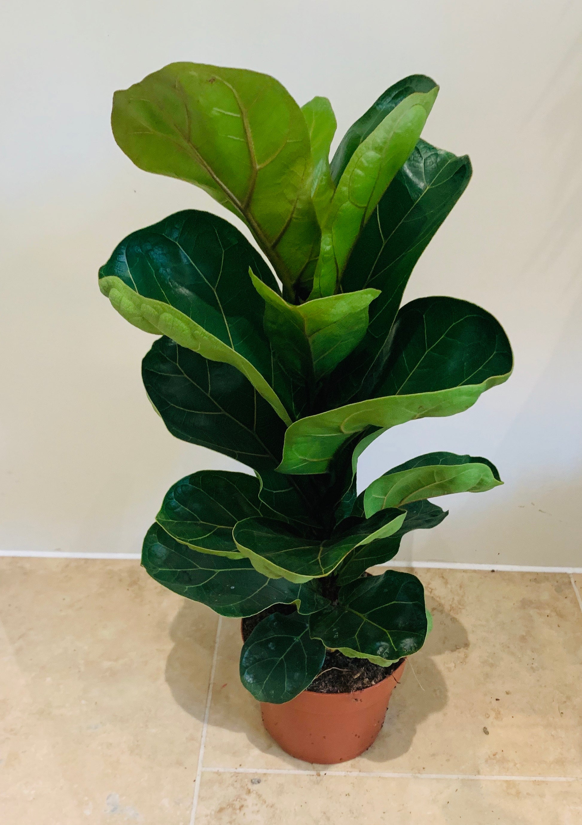 Ficus Lyrata Bambino Fiddle Leaf Fig Cassandra's Plants