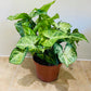 Syngonium Podophyllum White Butterfly in a 12 cm pot 
