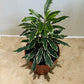 Plerandra (Dizygotheca) Elegantissima “Bianca” in a 7cm pot Cassandra's Plants