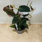 Philodendron Hederaceum Micans Cassandra's Plants