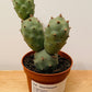Tephrocactus Articulatus in a 10.5cm Pot Cassandra's Plants