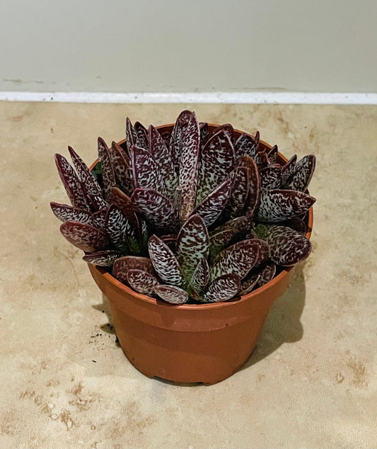 Adromischus Calico Heart 8.5cm Pot Cassandra's Plants