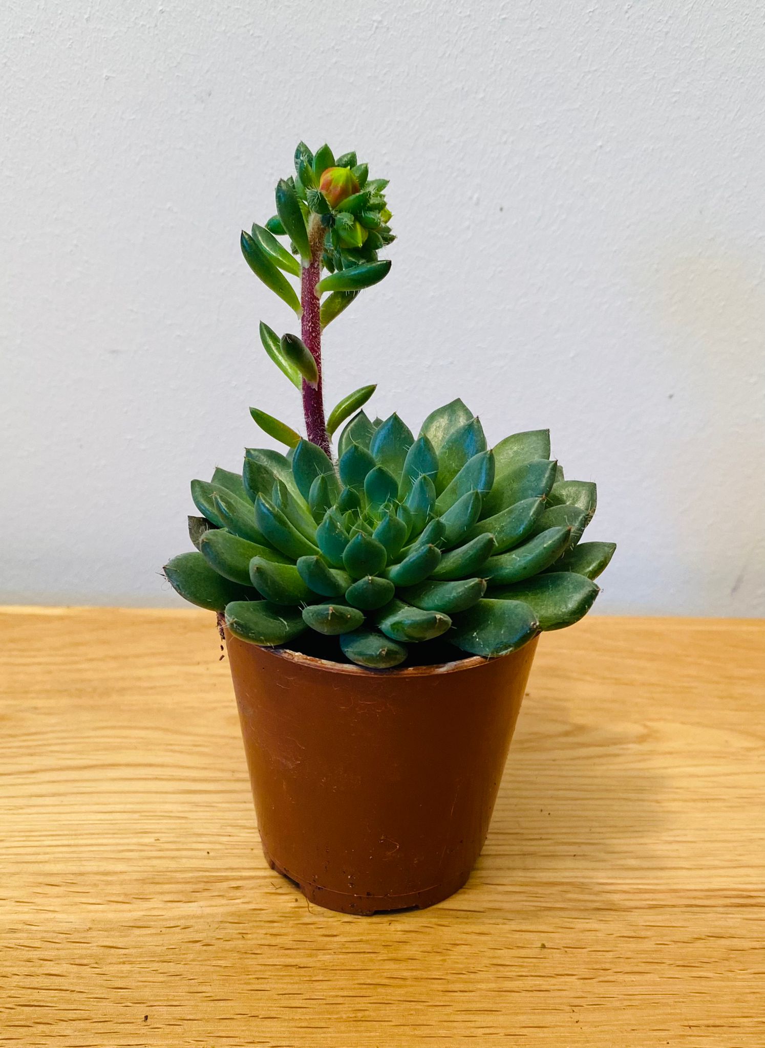 Echeveria Rondelli Succulent in 5.5cm Pot Cassandra's Plants