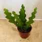 Epiphyllum Anguliger Fishbone Cactus 5.5cm Pot Cassandra's Plants