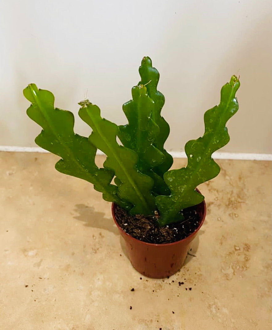 Epiphyllum Anguliger Fishbone Cactus 5.5cm Pot Cassandra's Plants