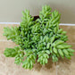 Sedum Morganianum Donkey’s Tail Succulent in a 12cm pot Cassandra's Plants
