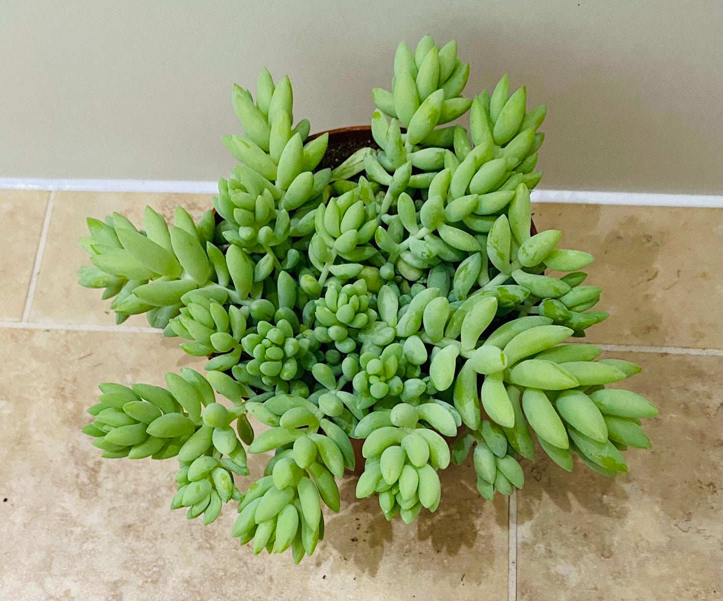 Sedum Morganianum Donkey’s Tail Succulent in a 12cm pot Cassandra's Plants
