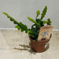 Epiphyllum Anguliger Fishbone Cactus 12cm Pot Cassandra's Plants