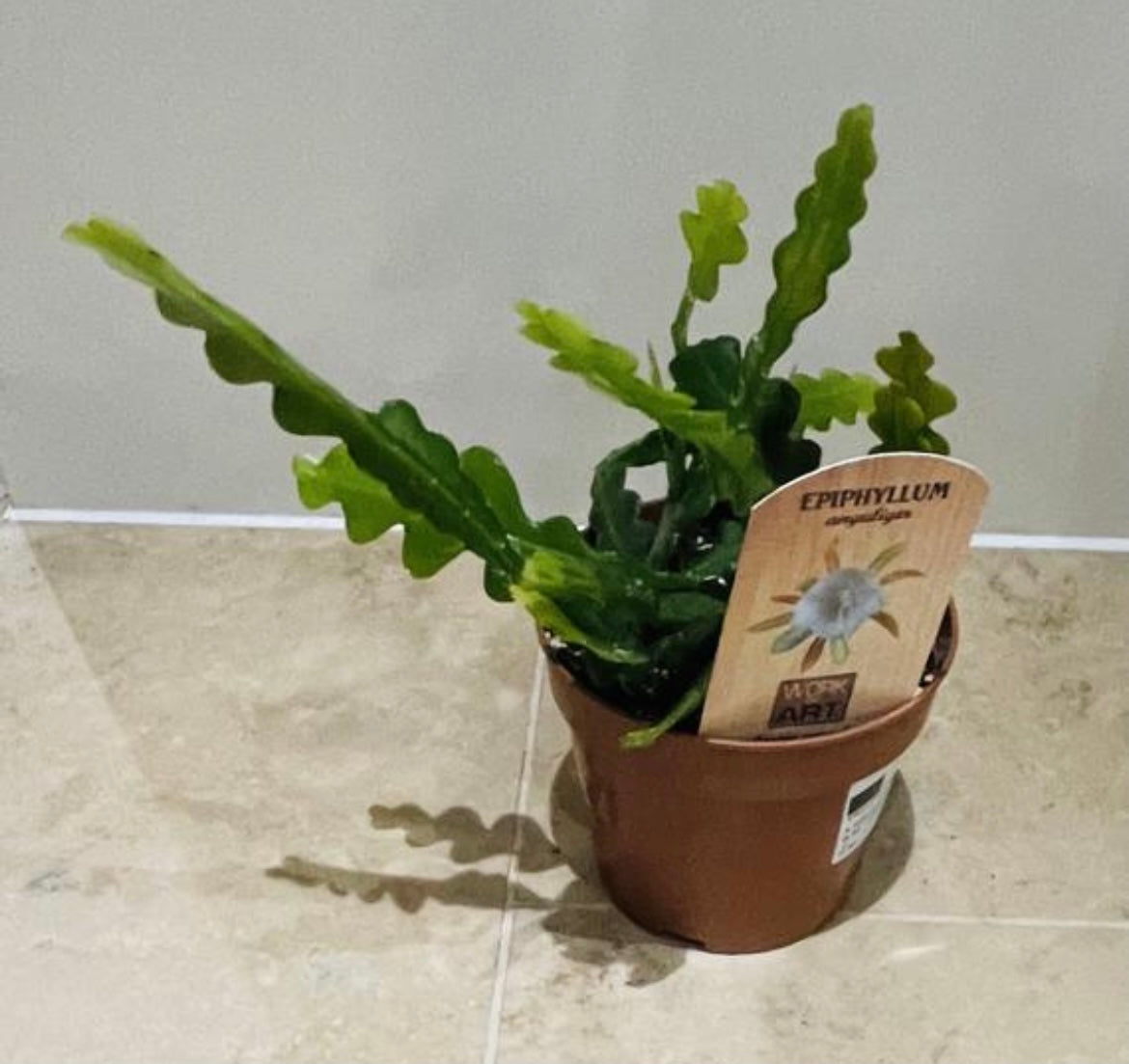 Epiphyllum Anguliger Fishbone Cactus 12cm Pot Cassandra's Plants