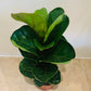 Ficus Lyrata Bambino Fiddle Leaf Fig Cassandra's Plants