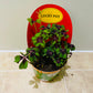 Oxalis Triangularis Iron Cross in a 9cm pot Cassandra's Plants