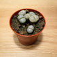 Lithops Fulviceps mix Cassandra's Plants