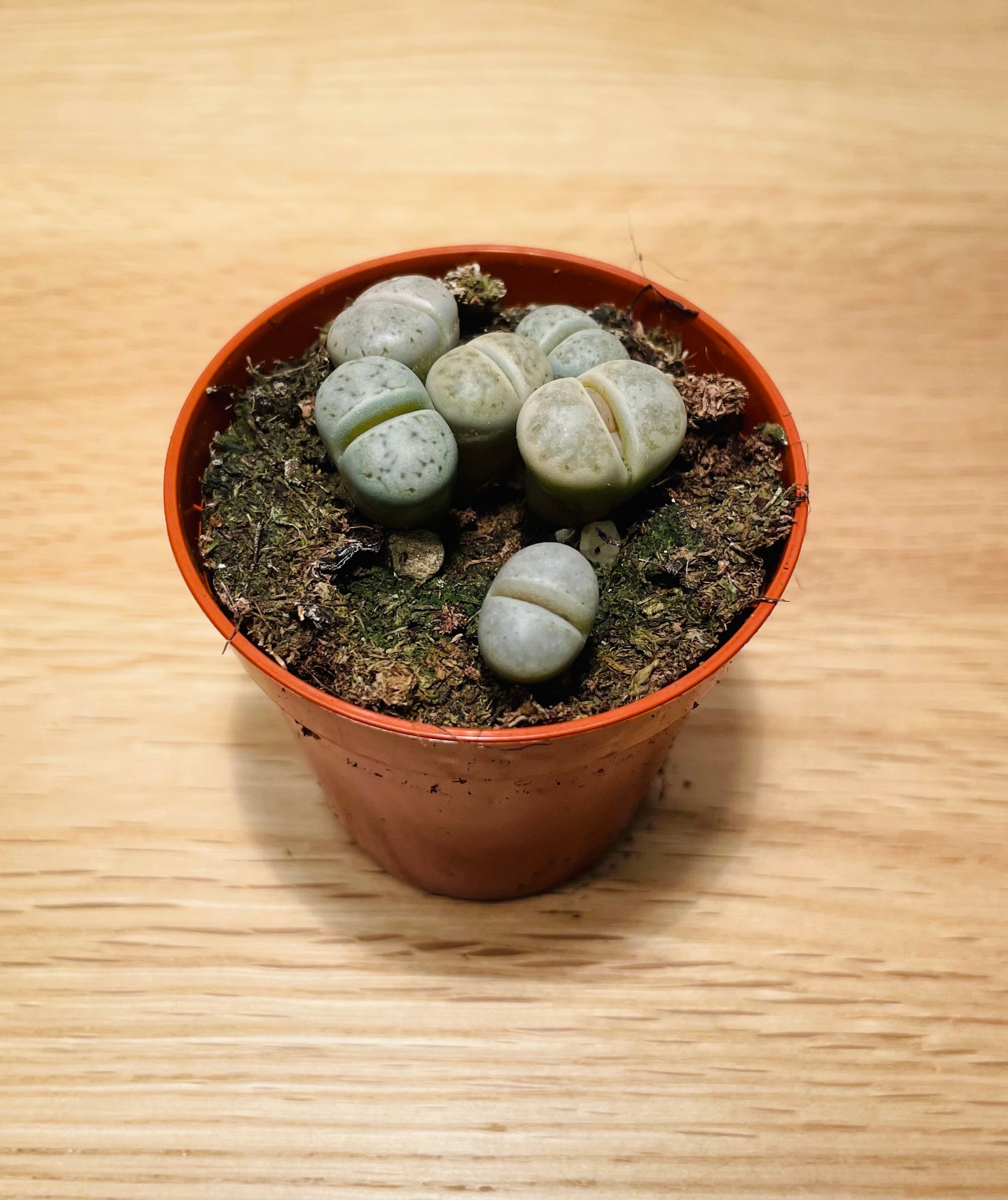 Lithops Fulviceps mix Cassandra's Plants